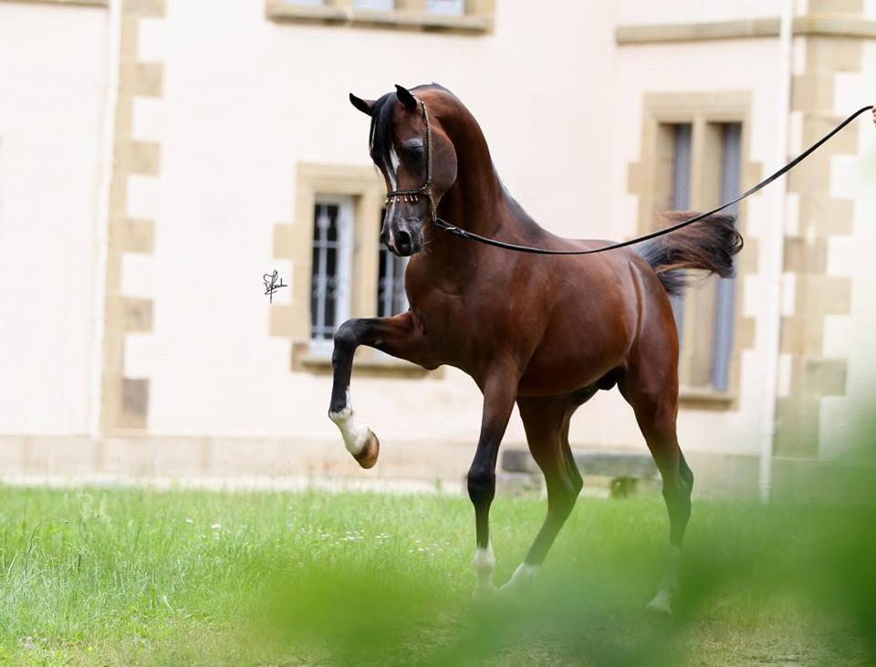 Le Haras Du Favry Apartment Palinges Exterior photo